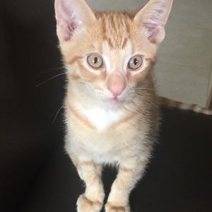 Meet your Posher, Priya